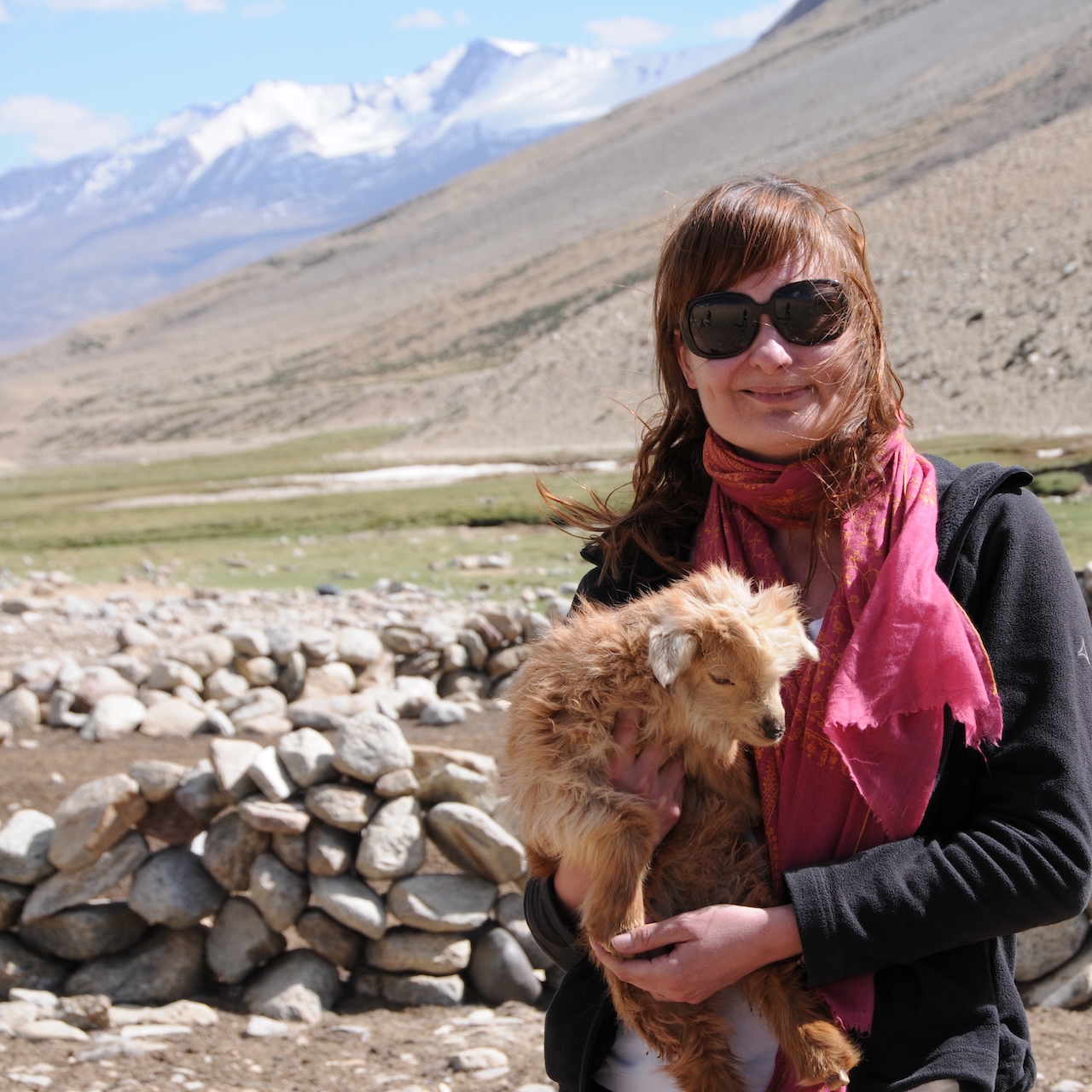 baby Pashmina goat in Ladakh