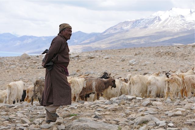 changpa nomad raise the pashmina cashmere goats  to collect the "pashm" since centuries