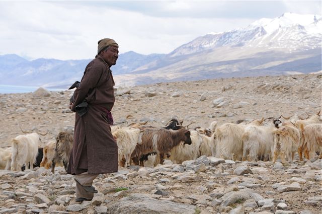 El pastor nómada Chang-Pa con su rebaño de cabras pashmina cerca del lago Tso-Moriri