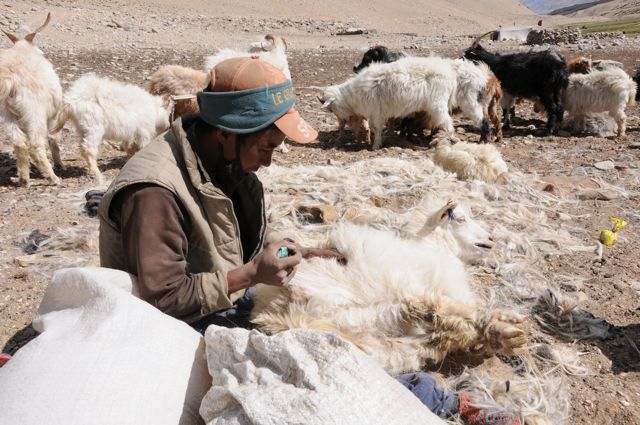 Il pastore pettina le capre pashmina in primavera in modo da raccogliere la pashmina cashmere che verrà poi tessuta