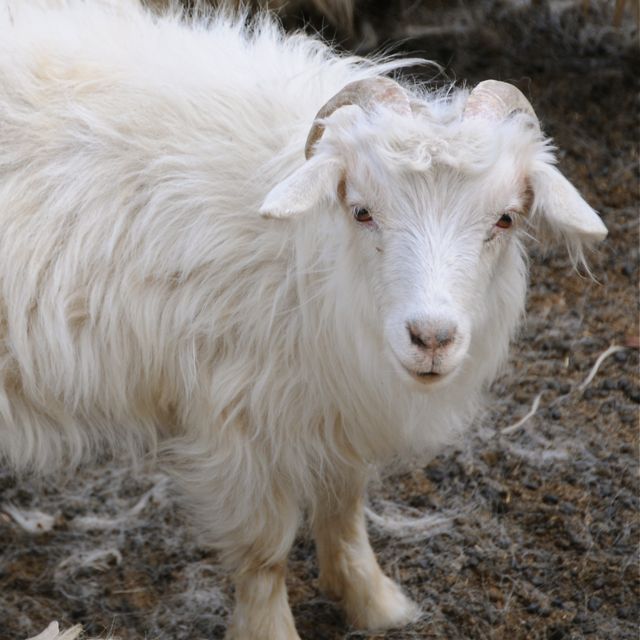 La capra pashmina vive nell'Himalaya a più di 4500m di altitudine. In primavera viene pettinato in modo da raccogliere la pashmina qui sotto protezione invernale fredda. Pashmina è la migliore e più lussuosa varietà di cashmere.