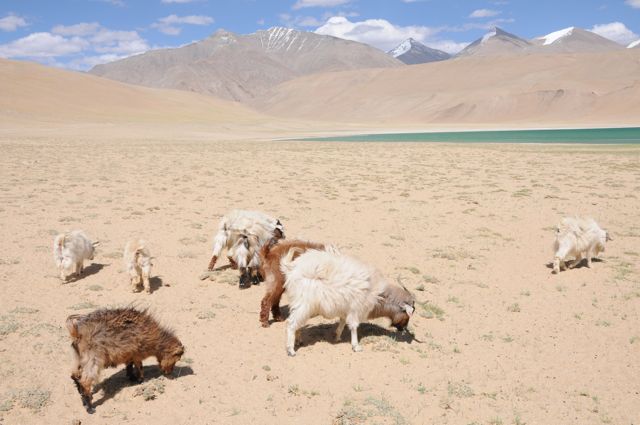 Pashmina-Ziegen leben im Himalaya auf einer Höhe von über 4500 m. Die Härte des Himalaya-Winters zwingt sie, eine sehr warme, feine und weiche Kaschmir-Pashmina-Daunen zu produzieren, um sich vor den eisigen Temperaturen zu schützen.