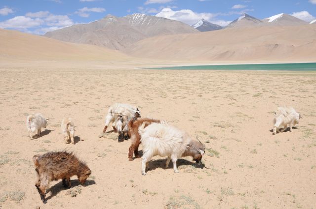 Cabras changra pashmina a 4500 m de altitud en la meseta de Changtang