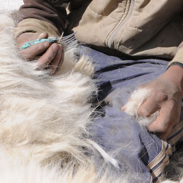 the finest cashmere pashmina fleece come from the goat's underbelly