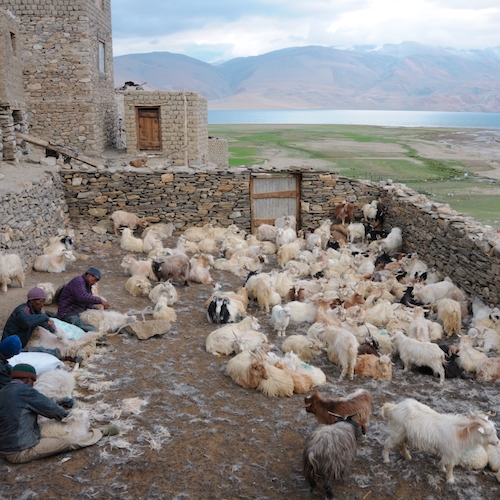 Pashmina-oogst in Ladakh